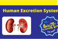 Human Excretion System