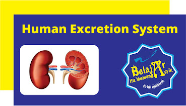 Human Excretion System