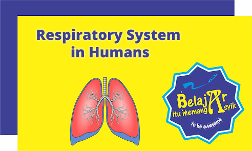 Respiratory System in Humans and a Complete Explanation