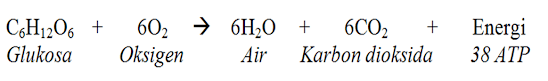 respirasi aerob rumus