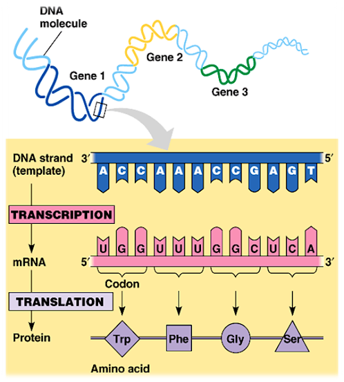 Apa Itu Dna Dan Apa Perannya Dalam Sintesis Protein