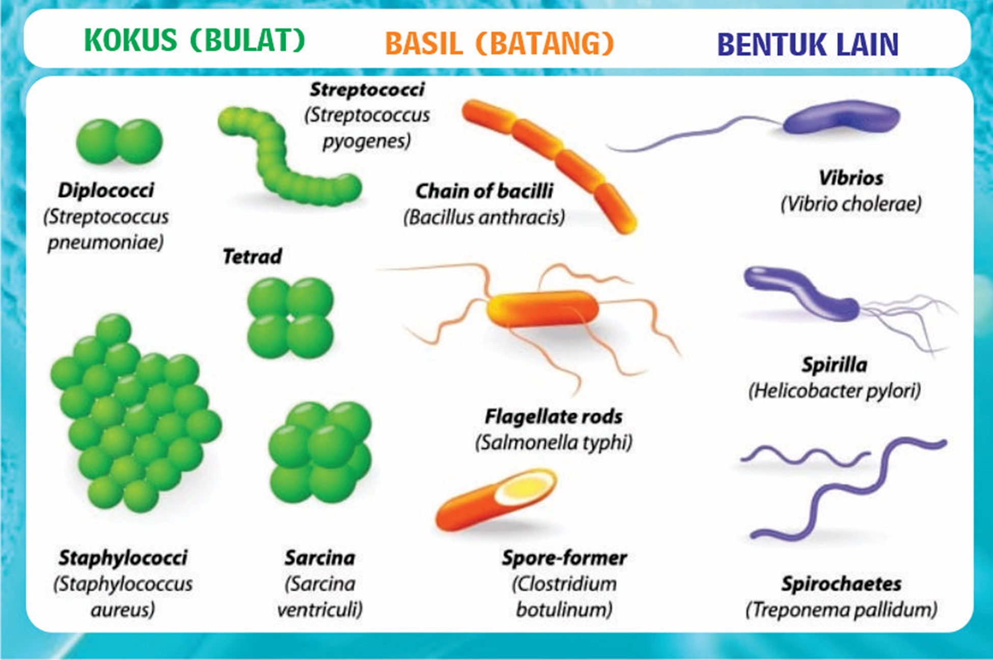 SOAL UJIAN SEKOLAH BIOLOGI (Part 2) Virus & Monera Page 2 of 2